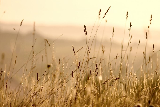 Long grass meadow closeup with bright sunlight